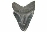 Serrated, Fossil Megalodon Tooth - South Carolina #187683-2